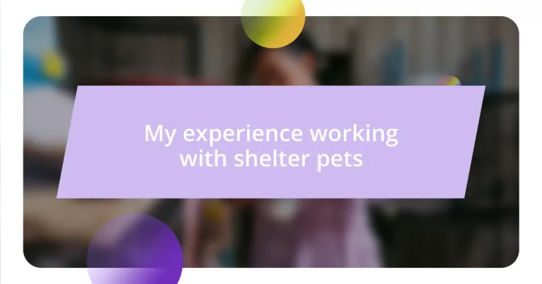 My experience working with shelter pets